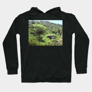 Indian Tea Garden Hoodie